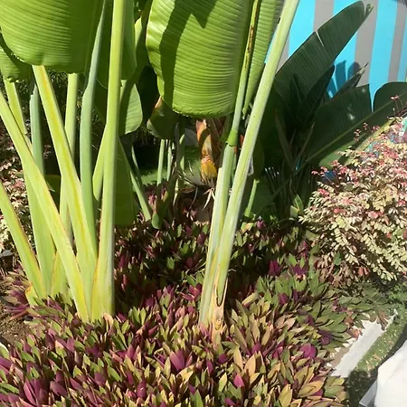 The Vintage Club Отель типа 