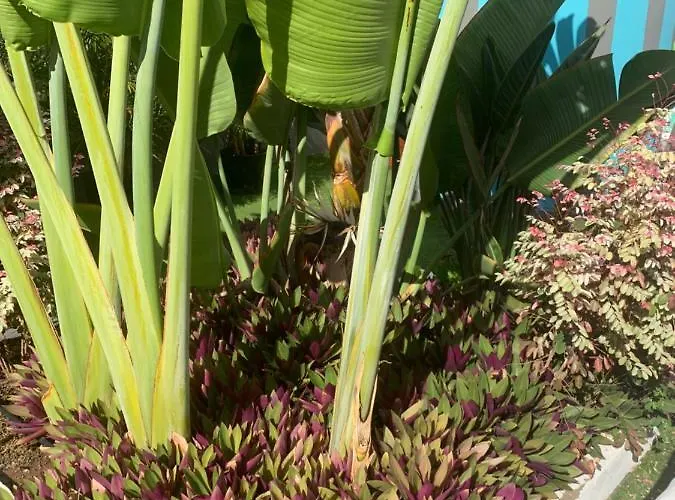 The Vintage Club 住宿加早餐酒店